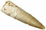 Fossil Spinosaurus Tooth - Real Dinosaur Tooth #292705-1